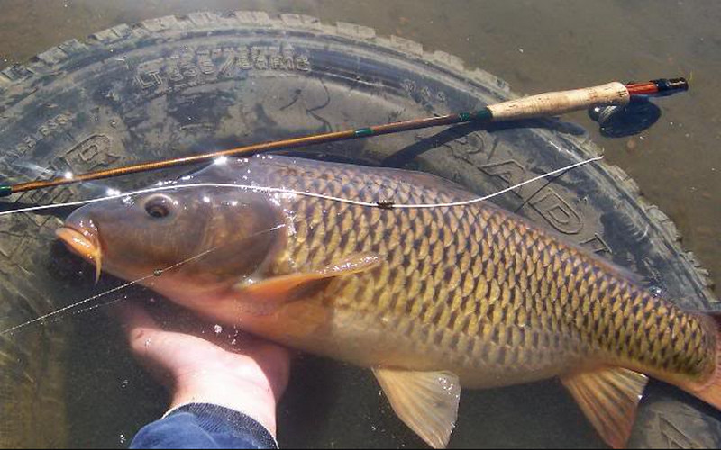 Mơ câu được cá chép đánh con gì