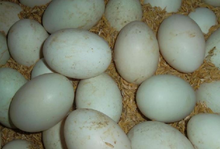 Mơ thấy trứng ngan đánh con gì?