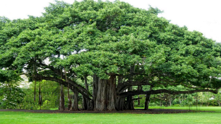 Kimsa giải mã giấc mơ thấy cây cổ thụ nên đánh con gì?