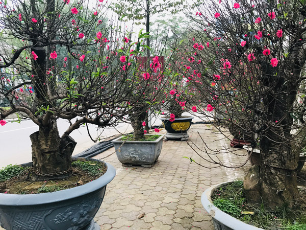 Kimsa88 giải mã giấc mơ thấy cây nhiều lộc nên đánh con gì?