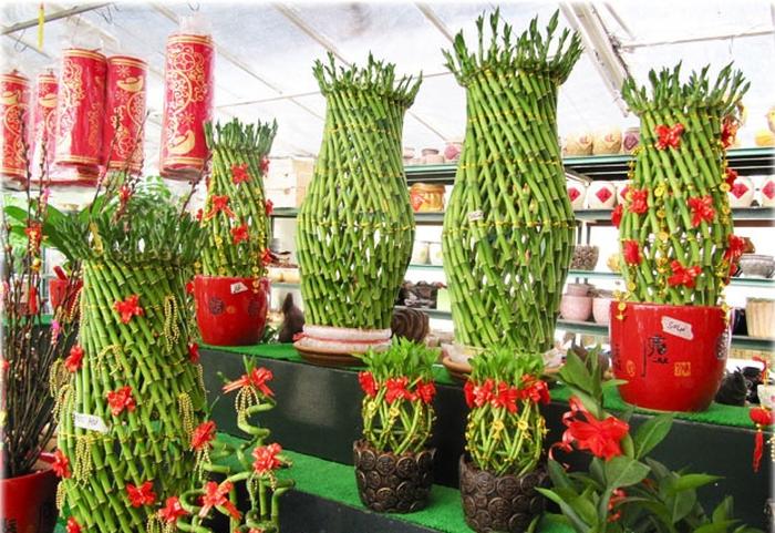 Giải mã giấc mơ thấy cây phát lộc