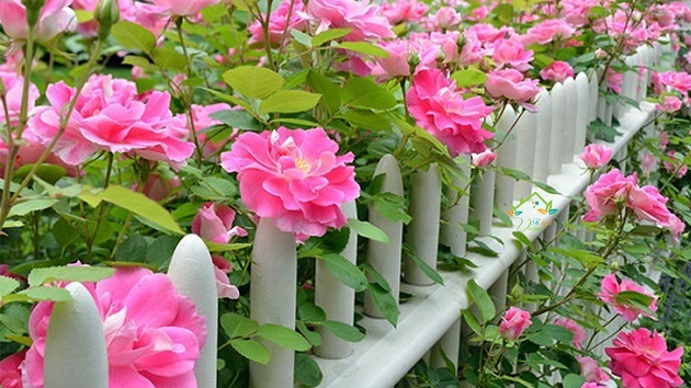 Giải mã giấc mơ thấy cây nhiều hoa