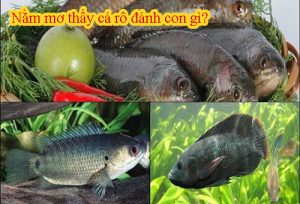 Kimsa88 giải mã giấc mơ thấy cá rô nên đánh con gì?