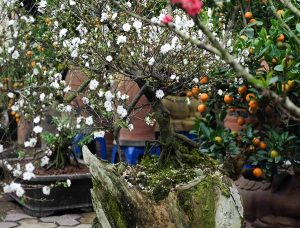 Nhà cái Kimsa88 giải mã giấc mơ thấy cây nhiều lộc