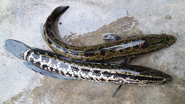 Giải mã giấc mơ thấy bắt được cá chuối