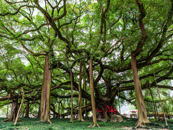 Mơ thấy rừng cây cổ thụ