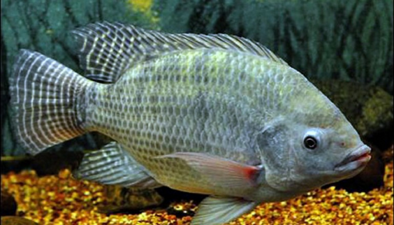 Nằm mơ thấy cá rô phi đánh con gì?