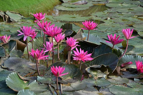 Nhà cái kimsa giải mã giấc mơ thấy bông súng