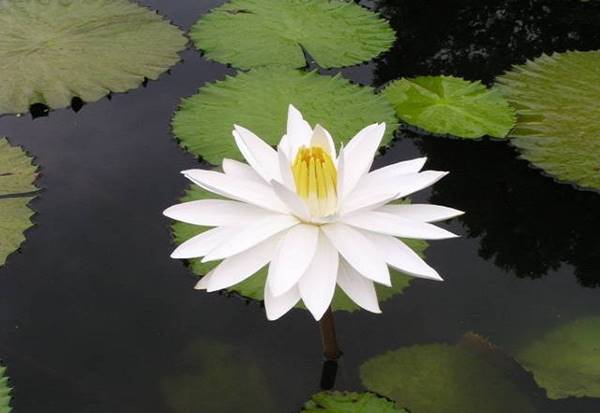 Giải mã giấc mơ thấy bông súng trắng