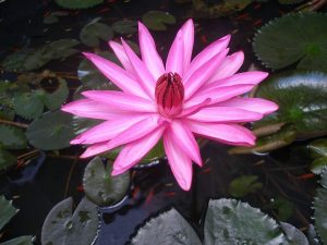 Nhà cái kimsa giải mã giấc mơ thấy bông súng nên đánh con gì?