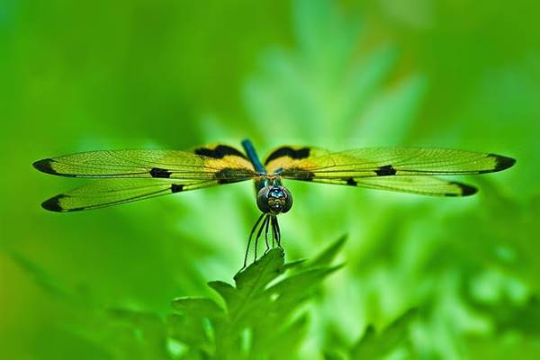 Kimsa88 giải mã giấc mơ thấy chuồn chuồn nên đánh con gì?