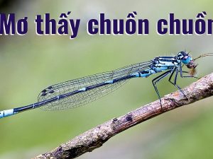 Kimsa88 giải mã giấc mơ thấy chuồn chuồn nên đánh con gì?