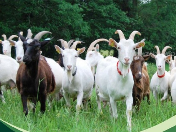 Mơ thấy đàn dê